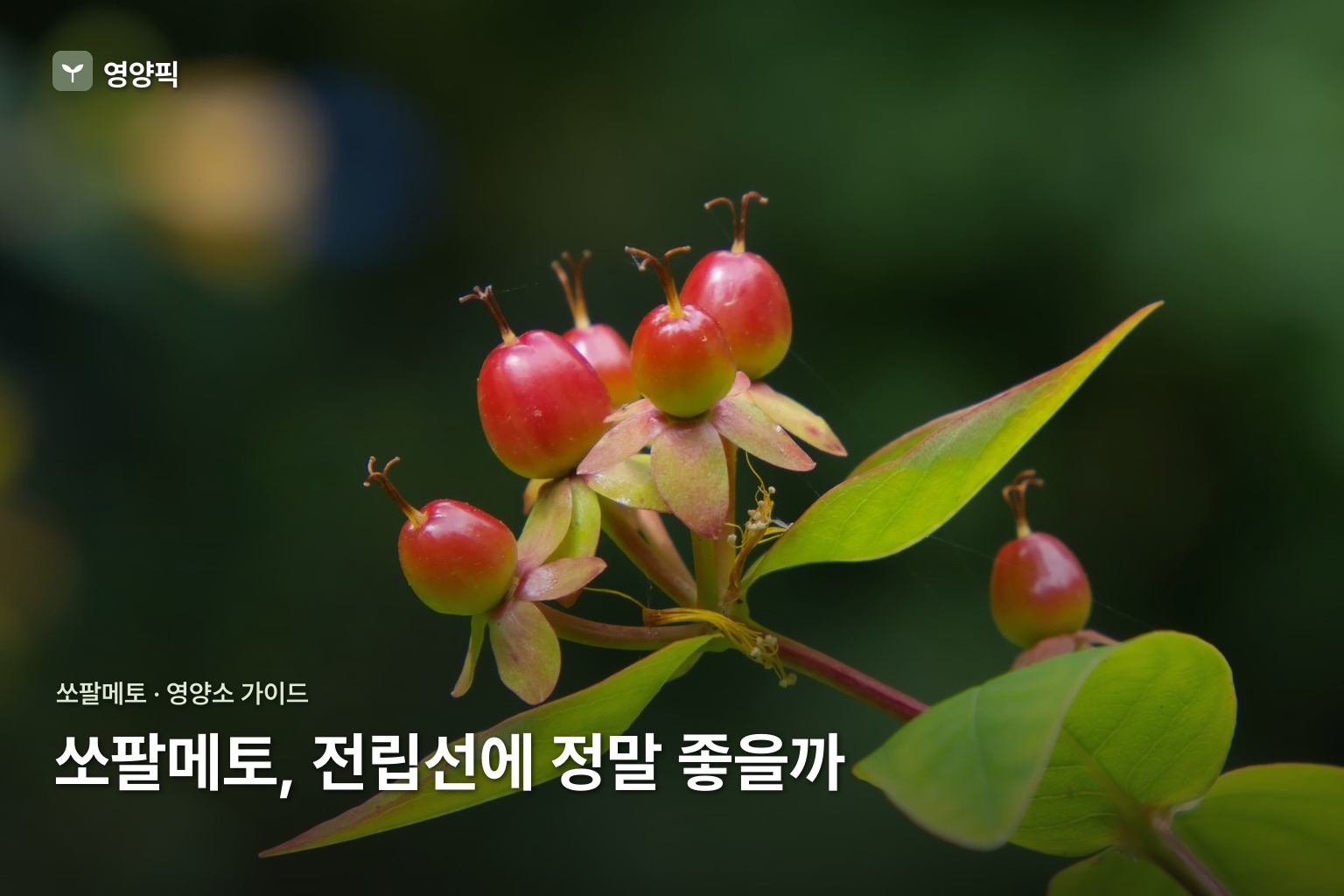 쏘팔메토 효능이 궁금하다면? 전립선·배뇨·탈모 2026